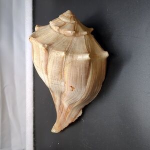 Beautiful Genuine Conch Shell